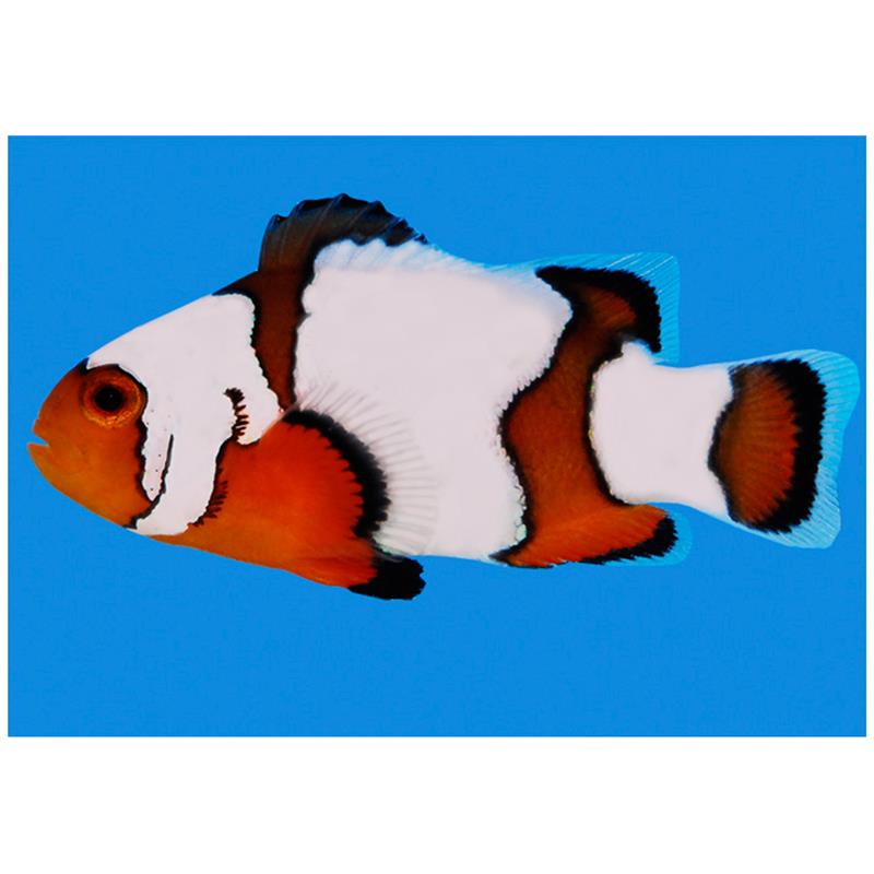 Amphiprion Ocellaris Snowflake - imagine 4